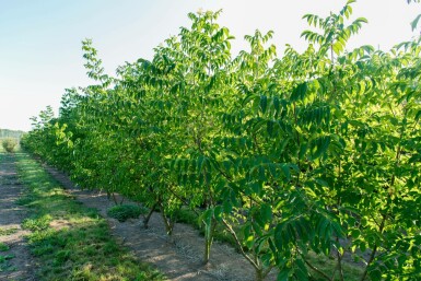 Tetradium daniellii meerstammig 250-300