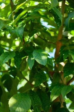 Bijenboom Tetradium daniellii Meerstammig 250-300 P Tetradium daniellii meerstammig 250-300