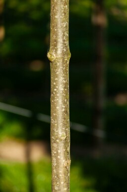 Bijenboom Tetradium daniellii Meerstammig 250-300 P Tetradium daniellii meerstammig 250-300