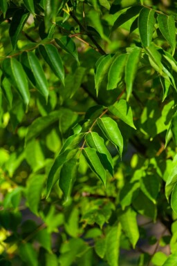 Tetradium daniellii meerstammig 250-300