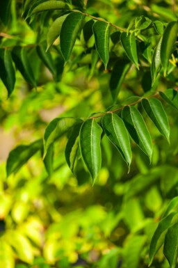 Bijenboom Tetradium daniellii Meerstammig 250-300 P Tetradium daniellii meerstammig 250-300