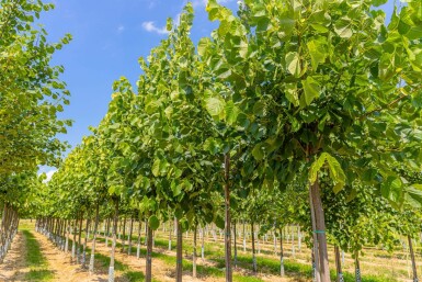 Tilia americana 'Nova' hoogstam