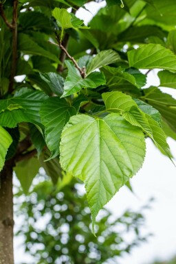 Tilia cordata hoogstam 8/10