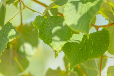 Tilia cordata meerstammig 200-250