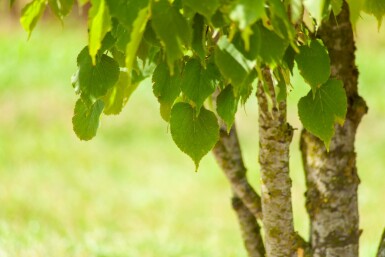 Tilia cordata meerstammig 200-250