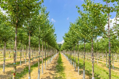 Winterlinde Tilia cordata 'Böhlje' Hoogstam Tilia cordata 'Böhlje' hoogstam