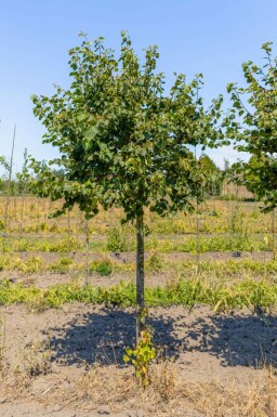 Winterlinde Tilia cordata 'Green Globe' Hoogstam Tilia cordata 'Green Globe' hoogstam