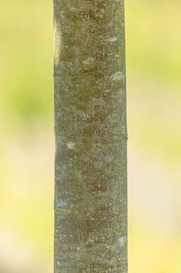 Tilia cordata 'Green Globe' hoogstam 8/10 180cm stam