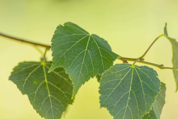 Tilia cordata 'Green Globe' bolvorm 10/12 225cm stam