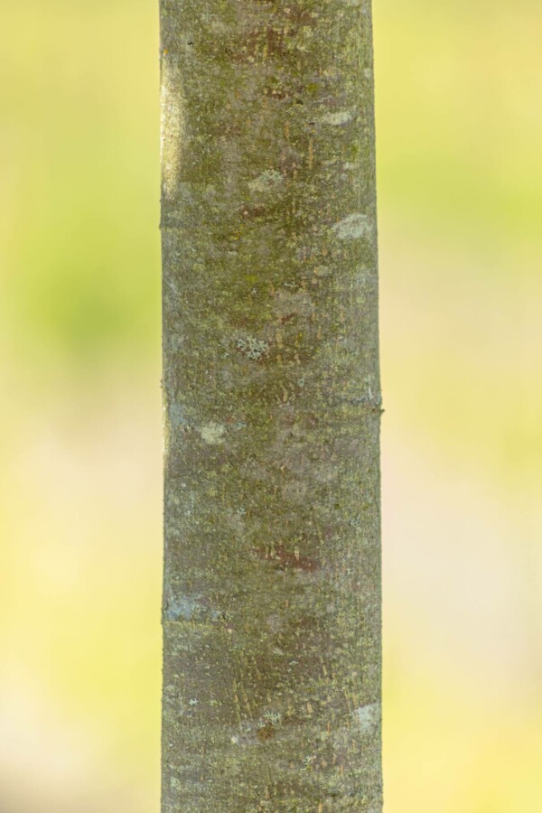 Winterlinde Tilia cordata 'Green Globe' Bolvorm stamomtrek 10-12 stamhoogte 225 P Tilia cordata 'Green Globe' bolvorm 10/12 225cm stam