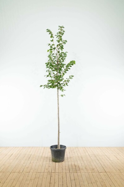 Tilia cordata 'Greenspire' hoogstam 10/12