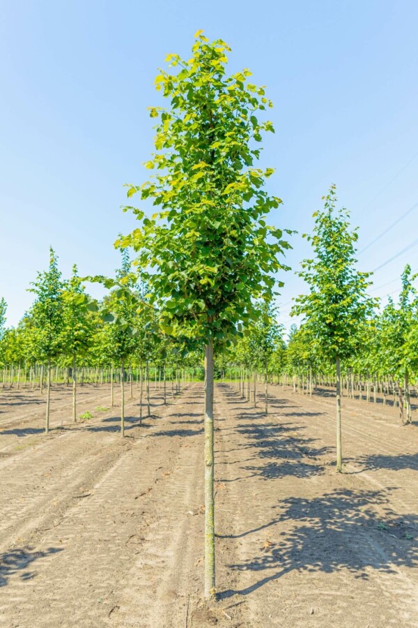 Winterlinde Tilia cordata 'Greenspire' Hoogstam stamomtrek 10-12 P Tilia cordata 'Greenspire' hoogstam 10/12