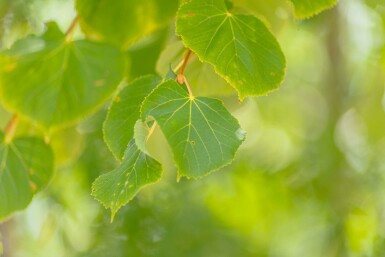 Tilia cordata 'Winter Orange' hoogstam 10/12