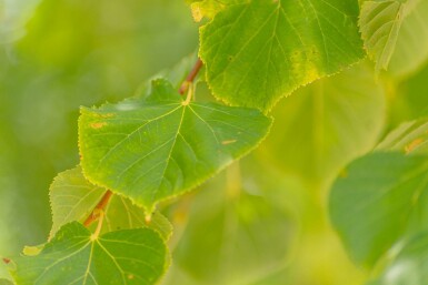 Tilia cordata 'Winter Orange' hoogstam 10/12