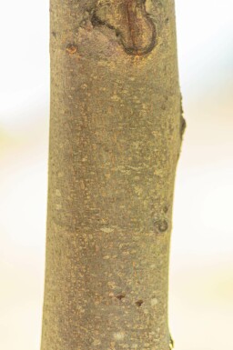 Tilia cordata 'Winter Orange' hoogstam 10/12