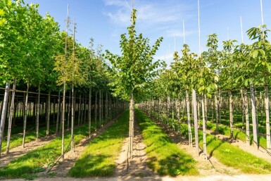 Tilia cordata 'Winter Orange' hoogstam 10/12