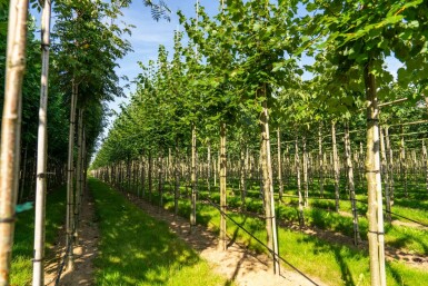 Tilia cordata 'Winter Orange' hoogstam 10/12
