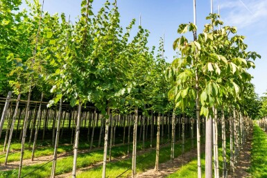 Tilia cordata 'Winter Orange' hoogstam 10/12