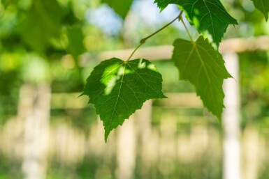 Tilia cordata 'Winter Orange' hoogstam 10/12
