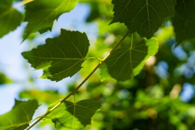 Tilia cordata 'Winter Orange' hoogstam 10/12