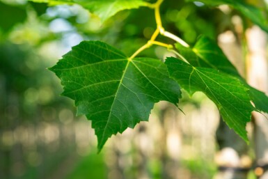 Tilia cordata 'Winter Orange' hoogstam 10/12