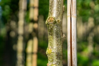 Tilia cordata 'Winter Orange' hoogstam 10/12