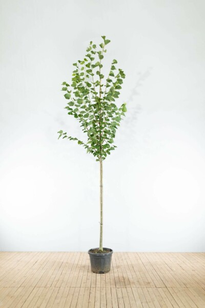 Tilia x europaea 'Pallida' hoogstam 8/10