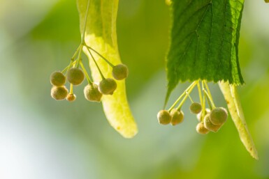Tilia x europaea 'Pallida' hoogstam 8/10