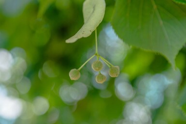 Tilia x europaea 'Pallida' hoogstam 8/10