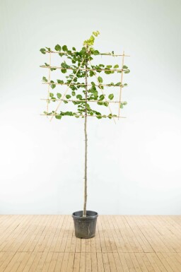 Koningslinde Tilia x europaea 'Pallida' Leiboom Tilia x europaea 'Pallida' leiboom