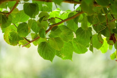 Tilia x europaea 'Pallida' leiboom