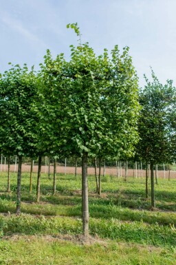 Tilia x europaea 'Pallida' leiboom 10/12 190cm stam 150b x 120h
