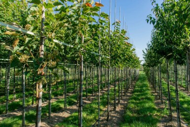 Tilia henryana hoogstam 6/8