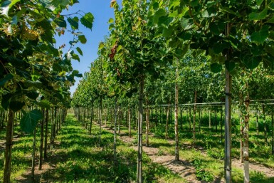 Tilia henryana hoogstam 6/8