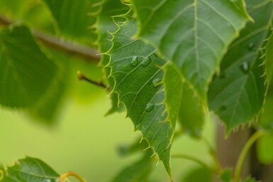 Tilia henryana hoogstam 6/8