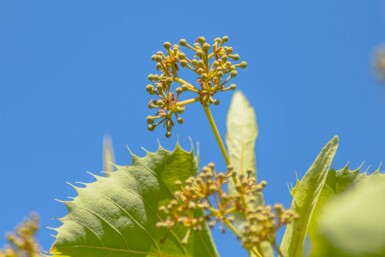 Tilia henryana hoogstam 6/8
