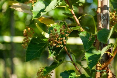 Tilia henryana hoogstam 6/8