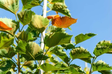 Tilia henryana meerstammig