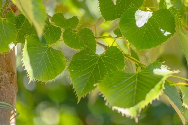 Tilia henryana meerstammig 200-250