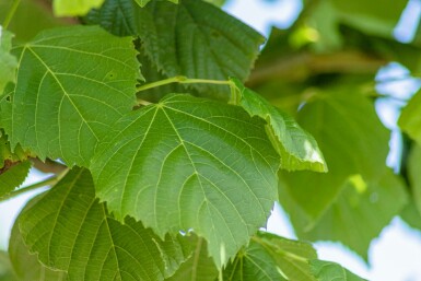 Zomerlinde Tilia platyphyllos Tilia platyphyllos