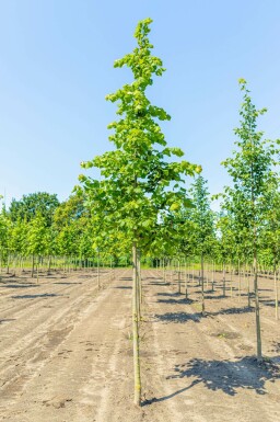 Zomerlinde Tilia platyphyllos Hoogstam Tilia platyphyllos hoogstam