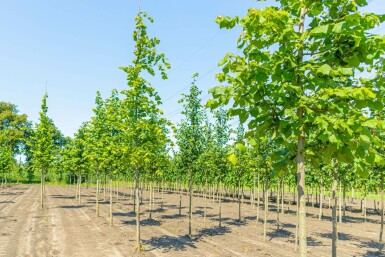 Zomerlinde Tilia platyphyllos Hoogstam Tilia platyphyllos hoogstam