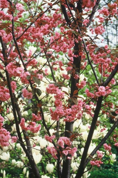 Japanse sierkers Prunus serrulata 'Kanzan' Struik 100-125 Pot C12