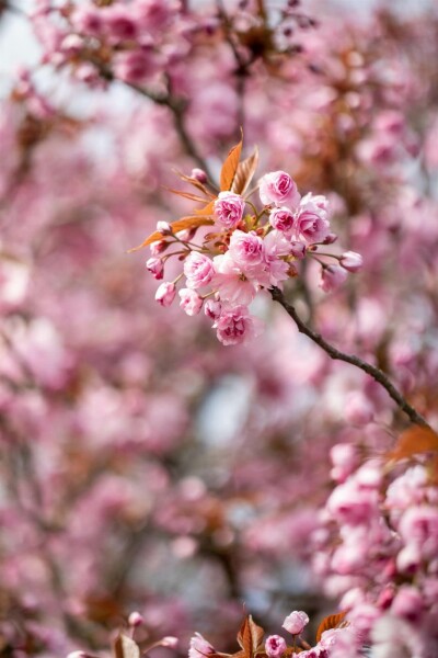 Japanse sierkers Prunus serrulata 'Kanzan' Struik 100-125 Pot C12