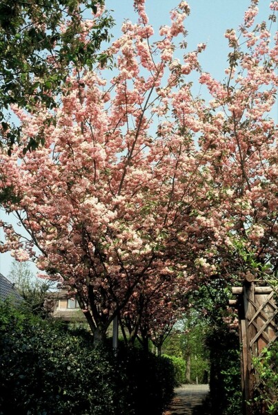 Japanse sierkers Prunus serrulata 'Kanzan' Struik 100-125 Pot C12
