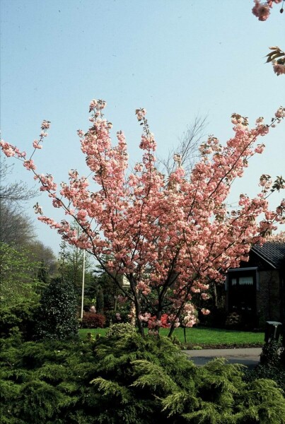 Japanse sierkers Prunus serrulata 'Kanzan' Struik 100-125 Pot C12
