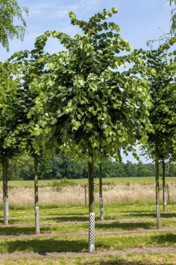 Tilia tomentosa hoogstam 10/12