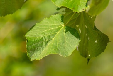 Tilia tomentosa hoogstam 10/12
