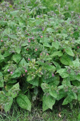 Longkruid Pulmonaria saccharata 'Mrs. Moon' 5-10 Pot P9