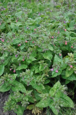 Longkruid Pulmonaria saccharata 'Mrs. Moon' 5-10 Pot P9